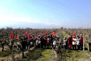 &Uuml;z&uuml;m bağları T&uuml;rk bayraklarıyla donandı