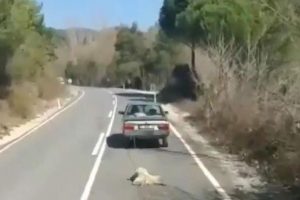 K&ouml;peği otomobilin arkasına bağlayıp, kilometrelerce s&uuml;r&uuml;klediler