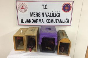 Horoz d&ouml;v&uuml;şt&uuml;ren şahıslara operasyon