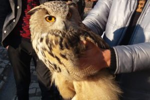 &Ccedil;ocuklar, yaralı buldukları baykuşu besledi