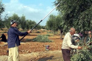 Zeytin &uuml;reticisinin y&uuml;z&uuml; g&uuml;l&uuml;yor