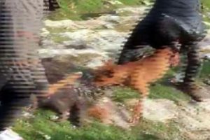Şanlıurfa'daki vahşetin cezası belli oldu!