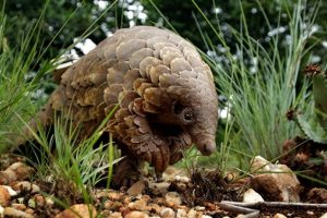 Tayland'da 76 pangolin kurtarıldı