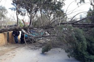 Şiddetli r&uuml;zgar ağacı devirdi