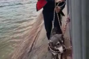 Sulama kanalına d&uuml;şen k&ouml;peği itfaiye kurtardı