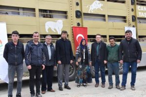 5 gen&ccedil; &ccedil;ift&ccedil;iye damızlık koyun
