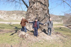 700 yaşındaki &ccedil;ınar yıllara meydan okuyor