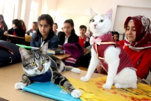 Bu kediler derse giriyor