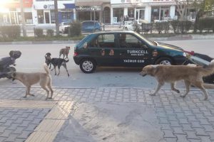 Başıboş k&ouml;pekler korku sa&ccedil;ıyor