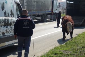 Kesimden ka&ccedil;an boğa trafiği birbirine kattı!