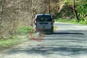 &Ouml;l&uuml; k&ouml;peği 2 kilometre aracının arkasında s&uuml;r&uuml;kledi