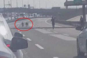 TEM'i trafiğe kapattıran olay! 2 koyun 1 kuzu...