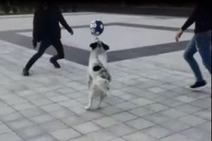 Futbolcu k&ouml;peği g&ouml;ren telefona sarıldı