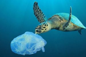Okyanuslardaki &ouml;l&uuml;mc&uuml;l 's&uuml;per' b&ouml;cekler plastik y&uuml;z&uuml;nden yayılıyor!