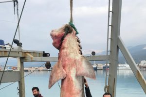 Dev k&ouml;pek balığı, a&ccedil;ık artırmayla satıldı