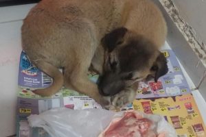 &Uuml;ş&uuml;yen yavru k&ouml;peğe esnaf sahip &ccedil;ıktı