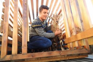 Yaralı yaban ke&ccedil;isi tedavi edildi