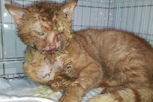 Asitle yakılan kedi 2 aylık tedaviyle hayata tutundu