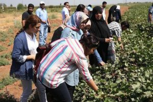 Suriyeliler tarım sekt&ouml;r&uuml;ne kazandırılıyor