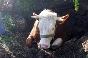 Fosseptik &ccedil;ukuruna d&uuml;şen inek kurtarıldı