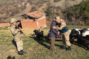 Kayıp ke&ccedil;ileri jandarma buldu