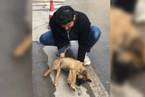 Duyarlı s&uuml;r&uuml;c&uuml;n&uuml;n &ccedil;abası yaralı k&ouml;peği hayatta tuttu