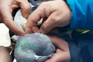İpe dolana g&uuml;vercin, itfaiye ekipleri tarafından kurtarıldı