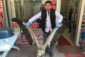 Yaralı akbaba tedavi altına alındı