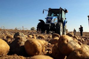 Patates &uuml;reticileri: Adrese teslim bir kararname olmuş