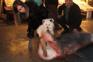 Dev k&ouml;pekbalığı yakalandı!