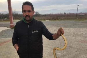 Bursa'da yılanı eliyle böyle yakaladı