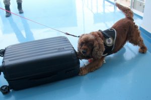 Business Class yolcularına "Coco" şoku