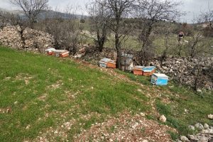 Arı kovanı &ccedil;alan ş&uuml;pheli tutuklandı