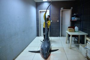 Mersin'de 6 metre boyunda köpek balığı yakalandı