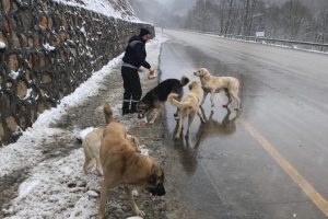 Bursa Uludağ'daki sahipsiz hayvanlar beslendi