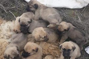 Vicdansızlık! 9 yavruyu &ouml;l&uuml;me terk etti