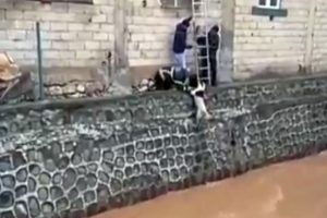 D&uuml;şt&uuml;ğ&uuml; derede s&uuml;r&uuml;klendi... İtfaiye b&ouml;yle kurtardı!