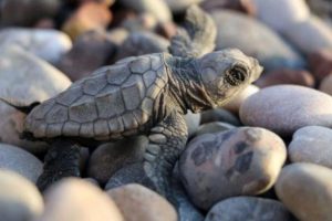 Caretta carettalar i&ccedil;in 6 bek&ccedil;i aranıyor