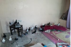 G&uuml;vercin hırsızları tutuklandı
