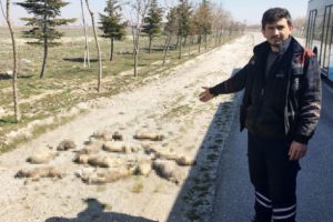 Konya'da yol kenarında 13 k&ouml;pek &ouml;l&uuml;s&uuml; bulundu