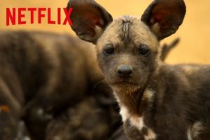 Netflix, yeni belgeseli Gezegenimiz'in uzun fragmanını yayınladı!