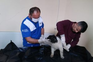 Aracın &ccedil;arptığı yavru k&ouml;pek tedavi altına alındı