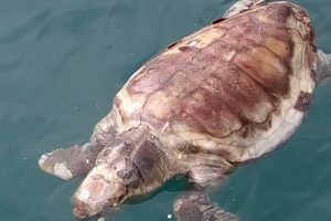 Muğla'da &ouml;l&uuml; caretta caratta bulundu