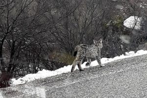 Kırmızı listedeki "Vaşak" bu kez karayolunda g&ouml;r&uuml;nt&uuml;lendi