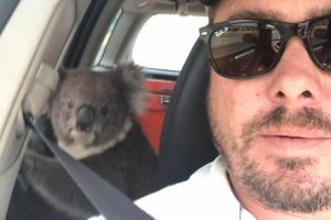 Sıcaktan bunalan koala ara&ccedil; klimasıyla serinledi