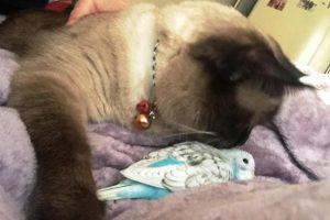 Kedi ile muhabbet kuşunun dostluğu g&ouml;renleri şaşırtıyor