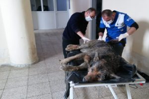 K&ouml;ye inen kurtlar, k&ouml;peklere saldırdı