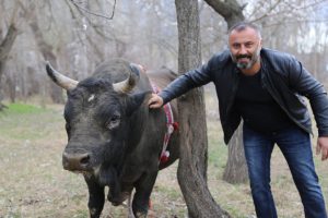 Boğalarla dans eden adam