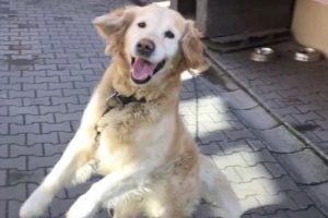 Kaybolan k&ouml;peğini bulana yemek ısmarlayacak