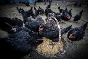 Bursa'da çiftlik kuran genç girişimci, tavuklarına Mozart dinletiyor